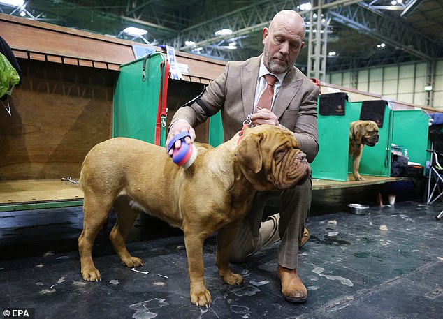 A man grooms a Dogue de Bordeaux mastiff ahead of the competition