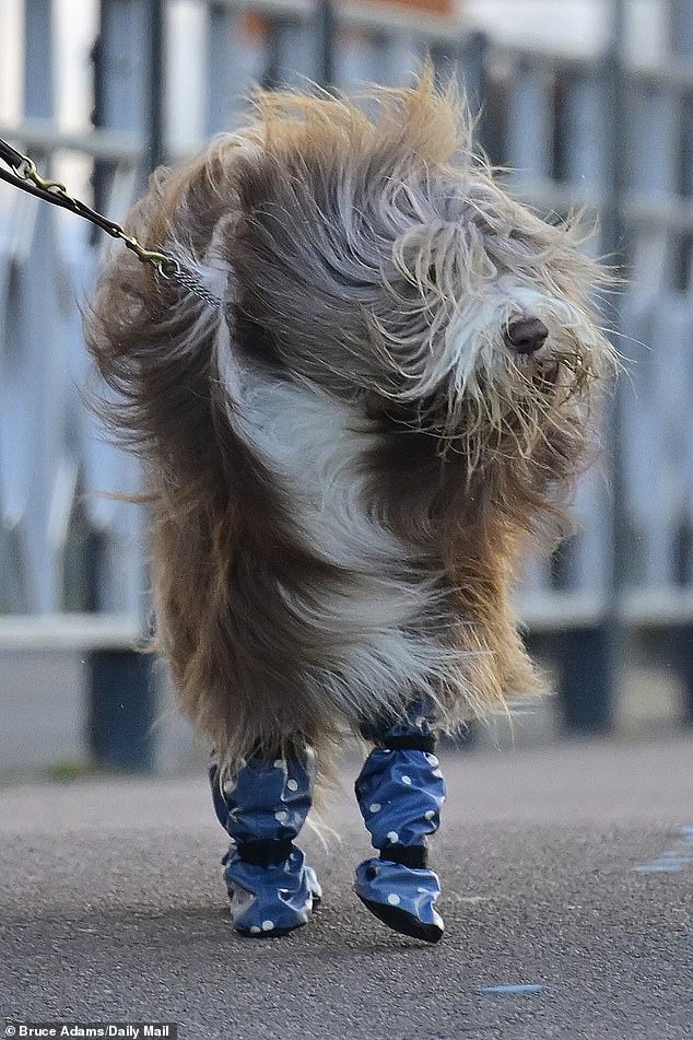 One dog was spotted outside the arena in plastic boots so that his feet do not get dirty