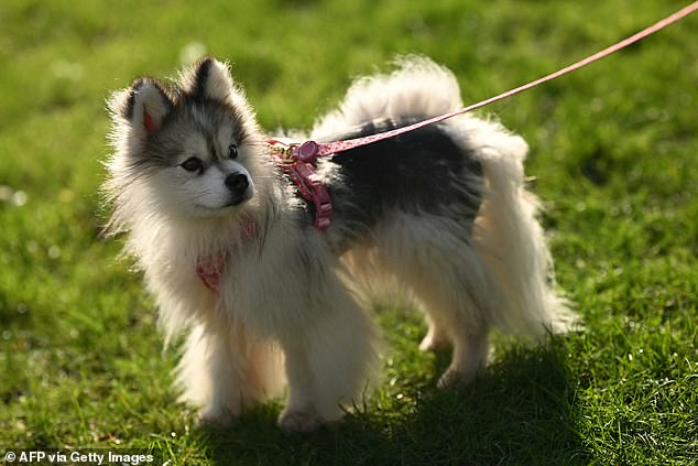 A Pomsky dog, a cross between a Pomeranian and a Siberian Husky, is pictured as it arrives on the first day of the Crufts dog show