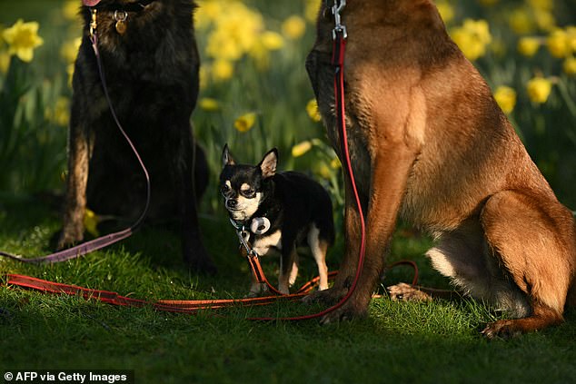 A Dutch Shepherd (L), a Chihuahua (C) and a Malinois dog sit for a a photo