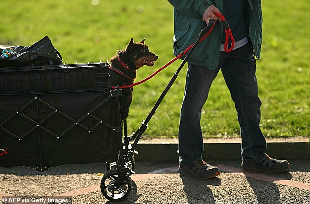One small dog arrives in a basket on wheels as his owner pulls him along