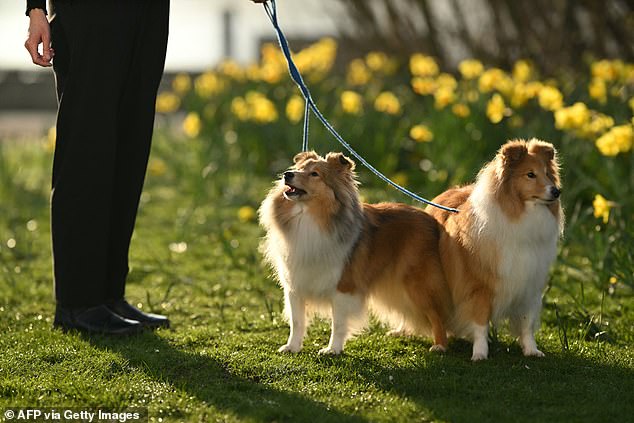 Two shetland sheepdogs look angelic by the daffodils outside the NEC centre