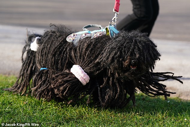 A Hungarian Puli with some of its hair tied up arriving on the first day of the Crufts Dog Show