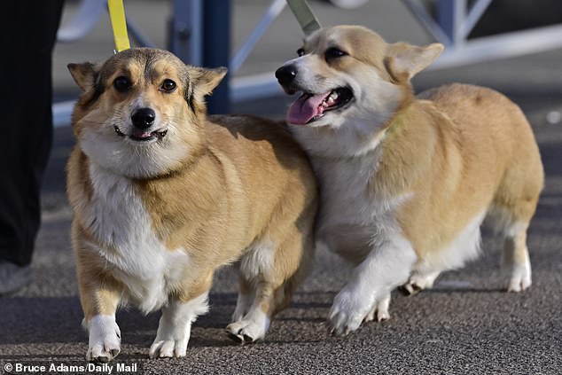 Two Corgis walk on the lead outside the National Exhibition Centre in Birmingham