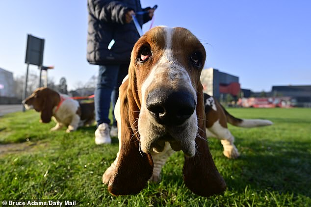 A basset hound stares adoringly at the camera.Judges assess dogs across a variety of breed groups including working, pastoral and terrier categories