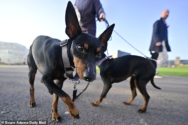 Two black dogs arrive ahead of the Birmingham event  - one of the world's biggest dog shows