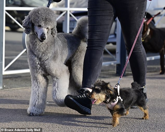 Dogs of all sizes and breeds arrive at the event - all hope to take home the best in show title