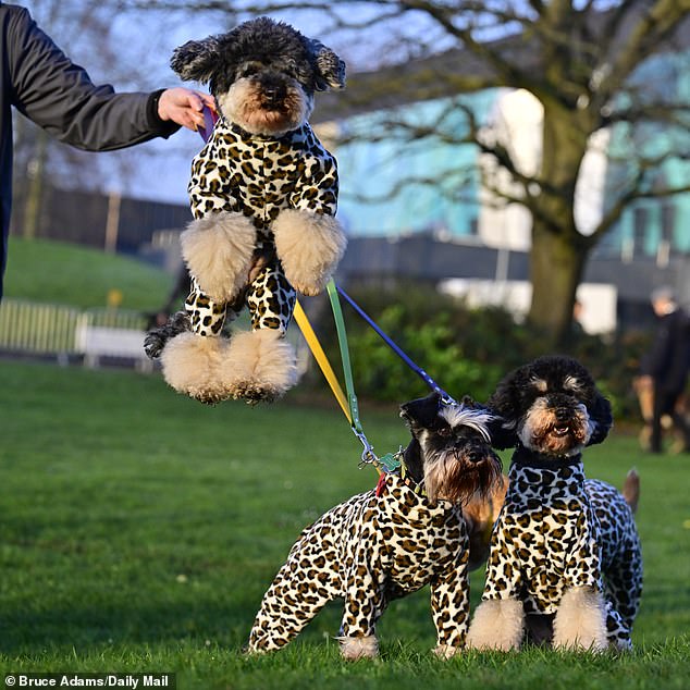 Three dogs in matching leopard print outfits arrive at the NEC in Birmingham