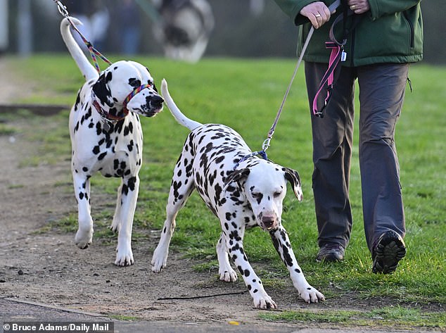 Two Dalmatian's arrive at Crufts dog show for day one of the festivities