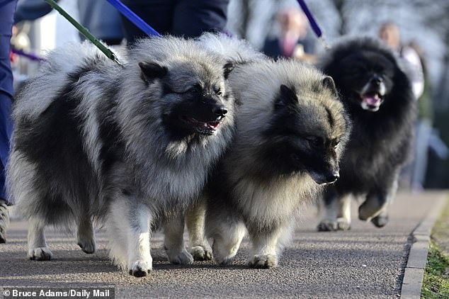 Dogs at the National Exhibition Centre, Birmingham - some looked wilder than others