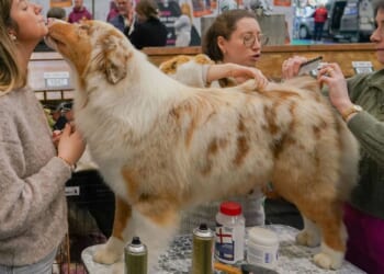 Dog lovers go wild as 19,000 adorable pooches compete for glory at this year's Crufts in Birmingham