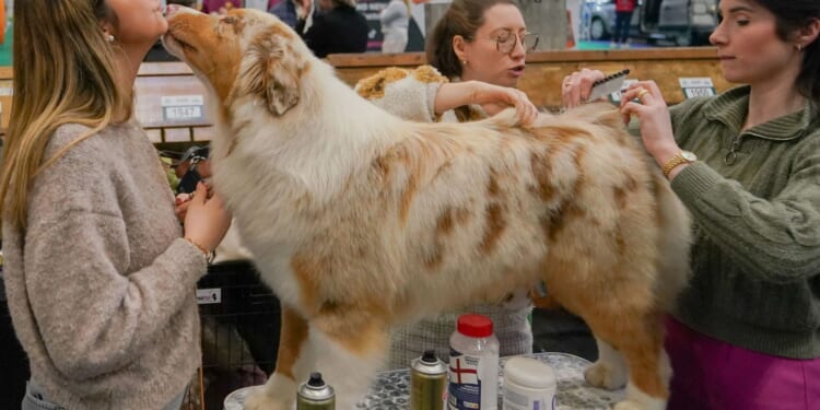 Dog lovers go wild as 19,000 adorable pooches compete for glory at this year's Crufts in Birmingham