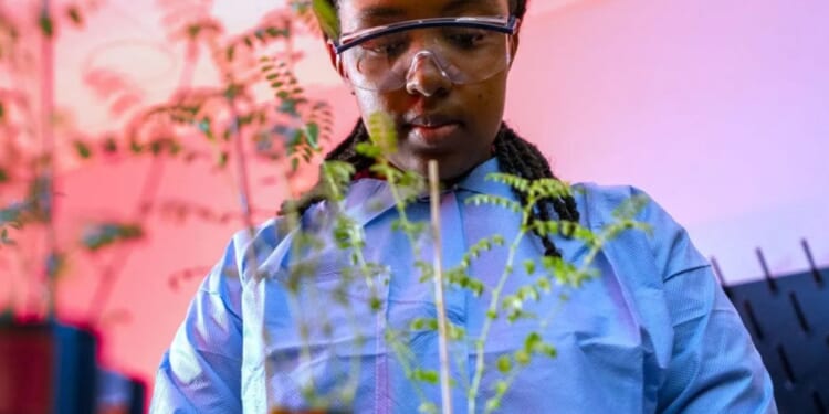 Major breakthrough as scientists successfully grow chickpeas in moon soil, paving way for space farming