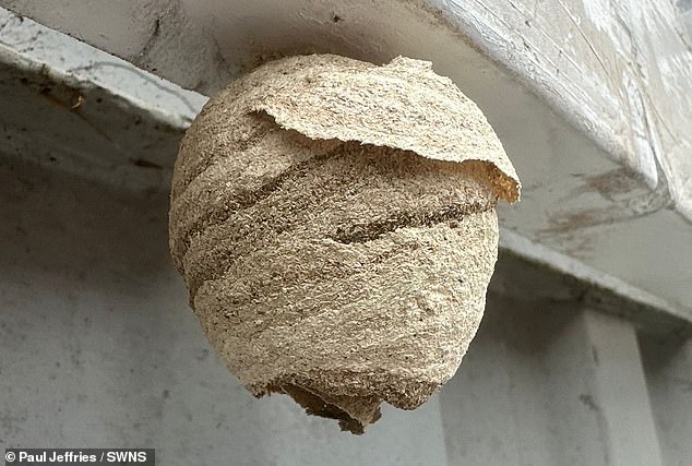 An Asian hornet nest pictured in Canterbury, Kent, in 2024. Experts say there is a surge in the number of the bugs travelling further north from southern cities such as Portsmouth and Southampton