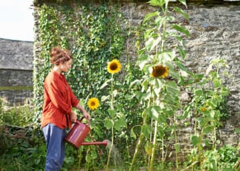 The top five vegetables and flowers you can plant straight into the soil NOW from sunflowers to beetroots