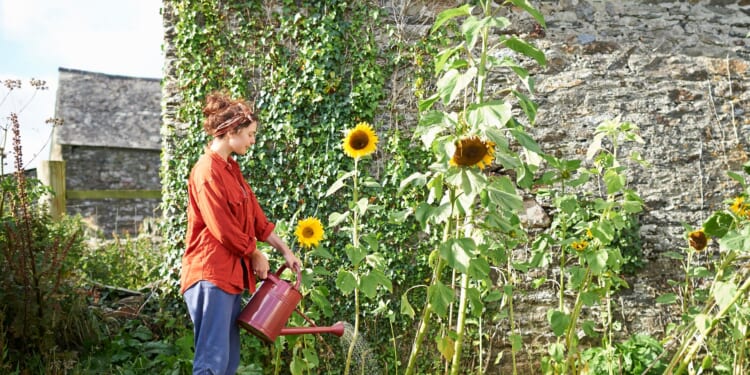 The top five vegetables and flowers you can plant straight into the soil NOW from sunflowers to beetroots