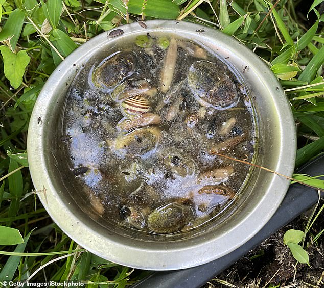 To make a slug beer trap (pictured), dig a hole in the garden, fill it with a container full of beer (preferably lager) and wait for the slugs to slip in. Don't forget to empty the trap regularly