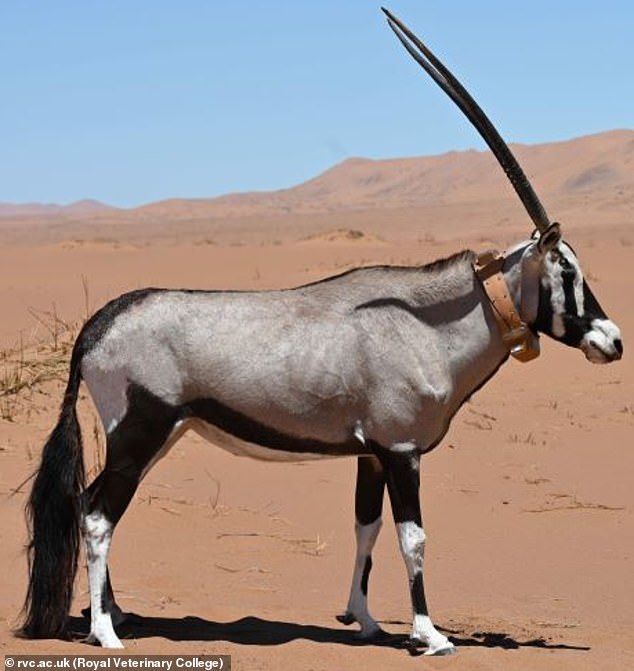 The pair were studying the Oryx, which is a large antelope found throughout Africa and Arabia that stands 1.2m high and has long straight horns and distinctive black markings to its face and leg