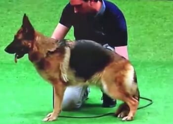 Crufts' most shocking moments ever from fix row and poisoning scandal to nudist streaker's stunt