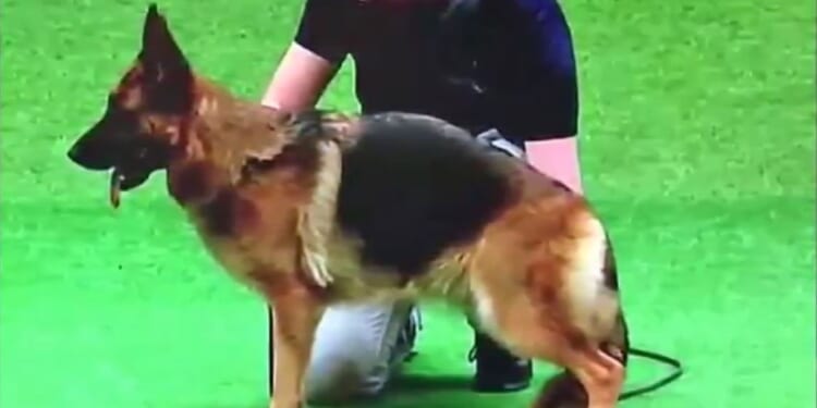 Crufts' most shocking moments ever from fix row and poisoning scandal to nudist streaker's stunt
