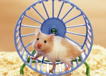 From a hamster addicted to wheel to dog's ear wax