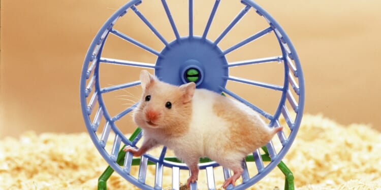 From a hamster addicted to wheel to dog's ear wax