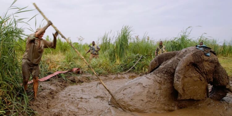Desperate moment 7-ton elephant seconds from death is rescued out of sinking mud-pit after becoming submerged up to neck