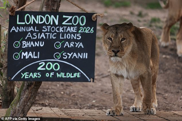 The Green Party also wants to 'abolish zoos'. Pictured: A lioness at ZSL London Zoo