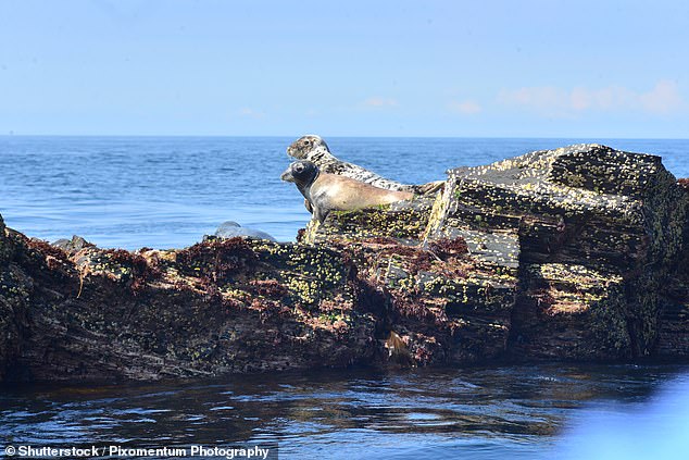 Wildlife encounters are common across the island, which is home to seals, basking sharks, seabirds, and the rare four-horned Loaghtan sheep