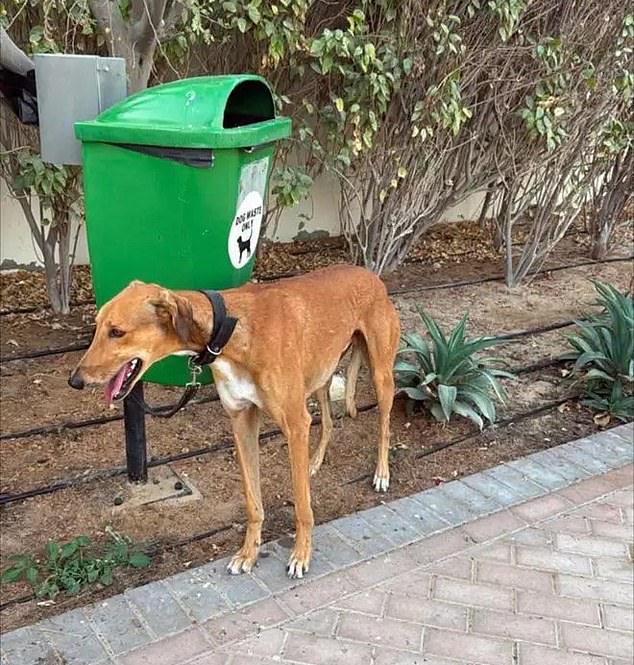 Photographs of dogs left tied to lampposts in Dubai have been circulating online