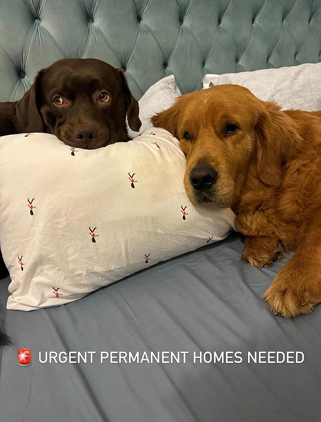 Pictured: A pet owner posts an appeal for people to adopt their two dogs