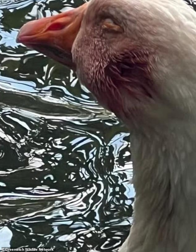 A suffering swan appears blinded after sustaining an injury to its head in London
