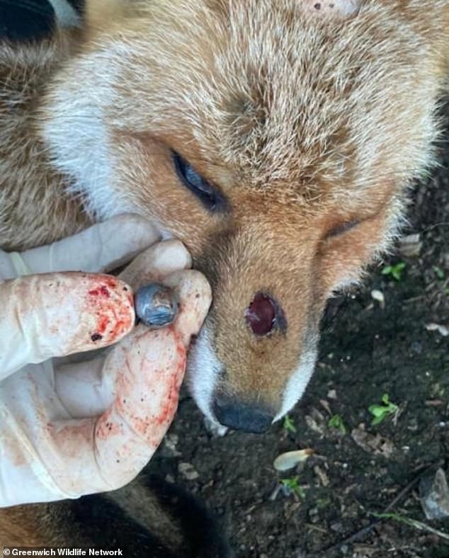 A fox is seen with a hole in its nose after being shot with a hard object fired by a catapult in London