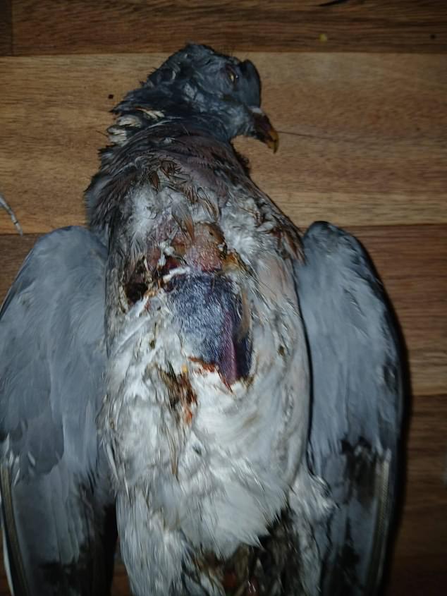 A dead pigeon found fatally injured after an attack in Orpington earlier this year