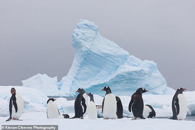 These creatures have such a fantastic personality, and you can expect to see plenty of them on the trip