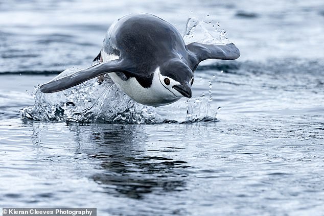 It wasn't not long until the tranquil was disturbed by tiny figures leaping out of the water’s glassy surface - our first sighting of the adorable penguins that live there