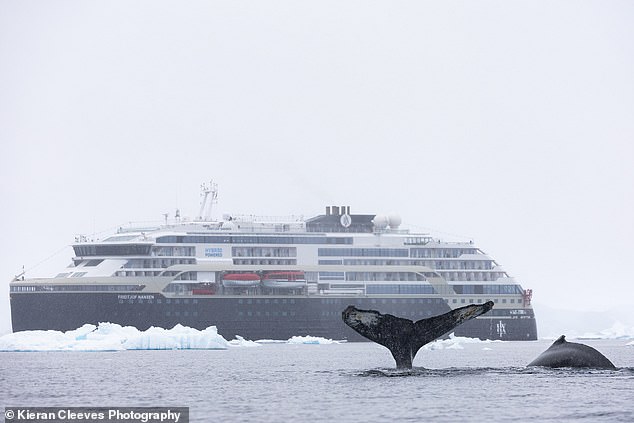 We saw plenty of humpback whales on the trip. Pictured: A mother and her calf who spent some time around our ship