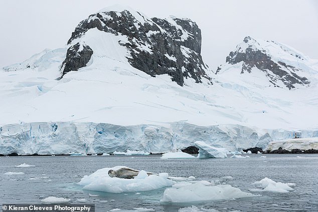 Spotting a leopard seal was another highlight, and seeing them in their natural habitat was a privilege