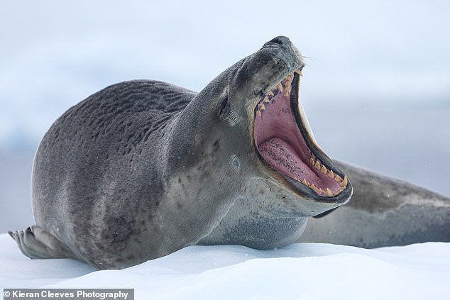 An up-close shot of a leopard seal showing off its teeth. The team members on board told us they can eat up to 10 penguins a day