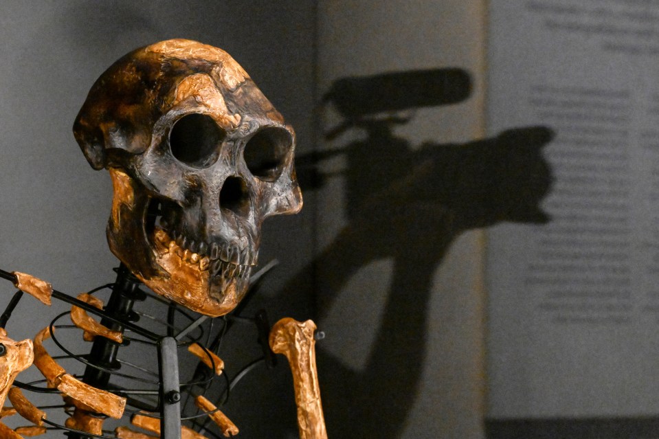 CZECH-ETHIOPIA-SCIENCE-HISTORY-LUCY