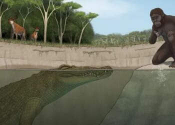 Giant blood-thirsty MEGA-CROC that hunted early human ancestors 3million years ago uncovered