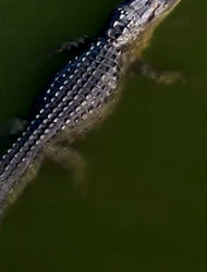 Hulking alligator spotted at Players Champ leaving Kay Adams terrified