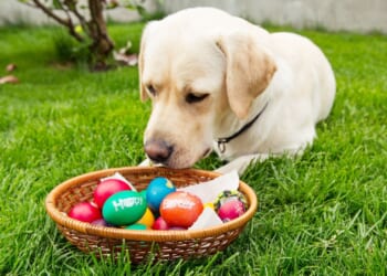 Easter warning to pet owners as animal rescuers reveal 'toxic' household items to avoid