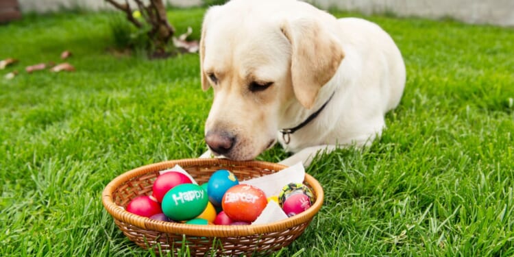 Easter warning to pet owners as animal rescuers reveal 'toxic' household items to avoid