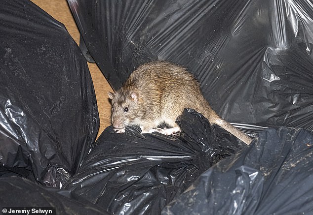 Locals have said it is a 'living hell' and have called on the union and the council to end the strikes, which are making their lives 'unbearable'