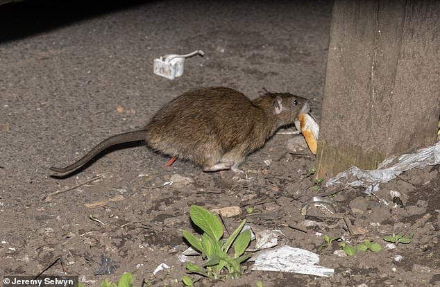Rats the size of rabbits are still stalking the streets of Birmingham a year after bin workers staged an all-out strike