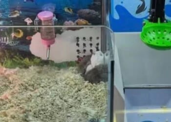 Shocking footage shows arcade using REAL hamsters for prizes in claw machine sparking outrage in China