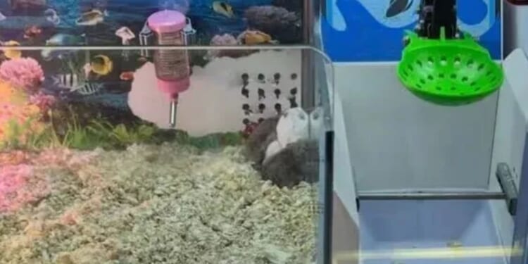 Shocking footage shows arcade using REAL hamsters for prizes in claw machine sparking outrage in China