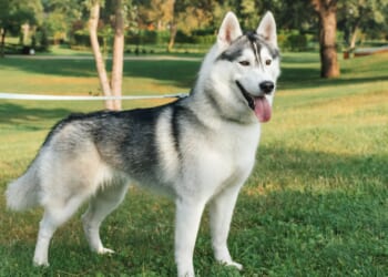 From a dog losing hair to a rat needing entertainment – your pet queries answered