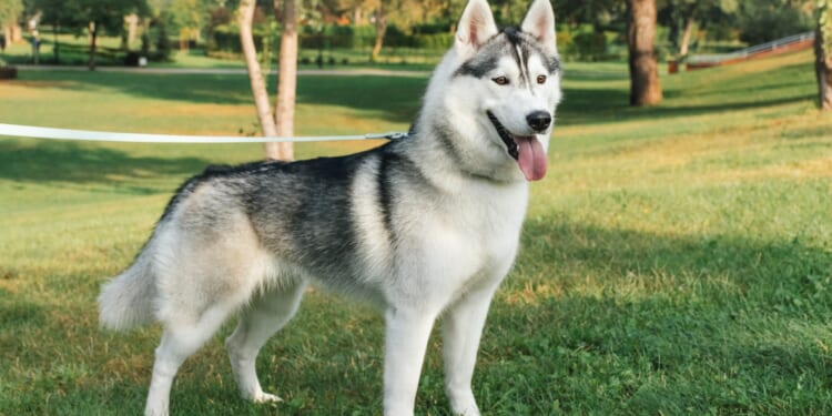 From a dog losing hair to a rat needing entertainment – your pet queries answered